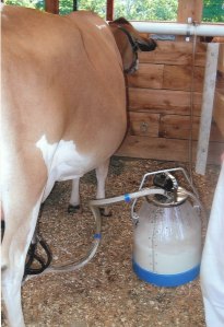 Milking Liesel at the fair.